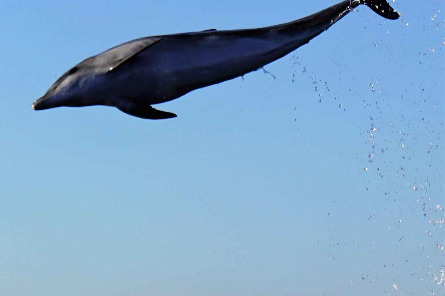 Dolphins: Dolphin Watching Tour and Capo Figari by Raft