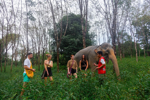 Khaolak: Empieza el día con elefantes - Recorrido a pie y dales de comer