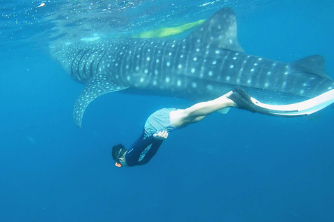 Cebu: Natação com tubarões-baleia e canoagem no KawasanTour em grupo: Natação com tubarões-baleia e canoagem no Kawasan