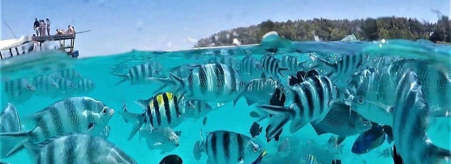 Zanzibar : plongée et dauphins à l'île de Mnemba