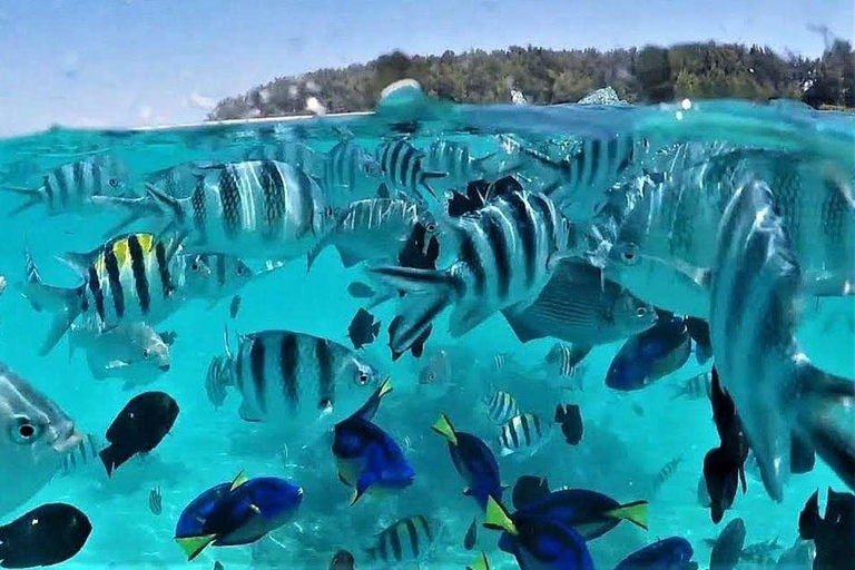 桑给巴尔：姆内姆巴岛浮潜和海豚之旅私人：姆内姆巴岛浮潜和海豚