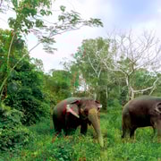 Desde Phuket: Excursión Ética Interactiva con Elefantes