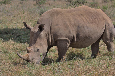 Meio dia de safari no Parque Nacional de Nairobi com serviço de busca