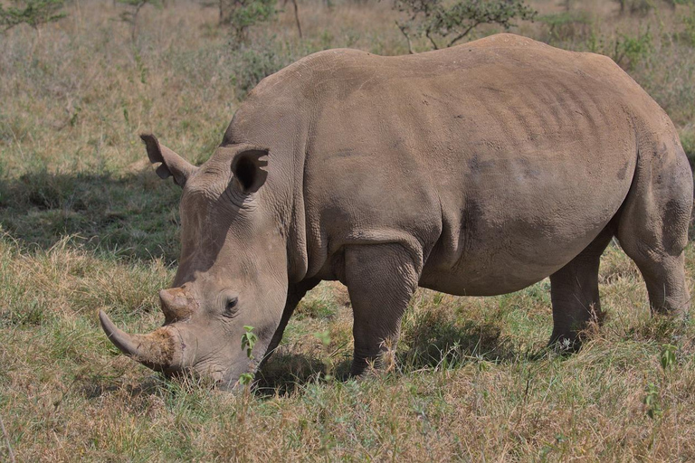 Halbtägige Pirschfahrt im Nairobi National Park mit Abholung