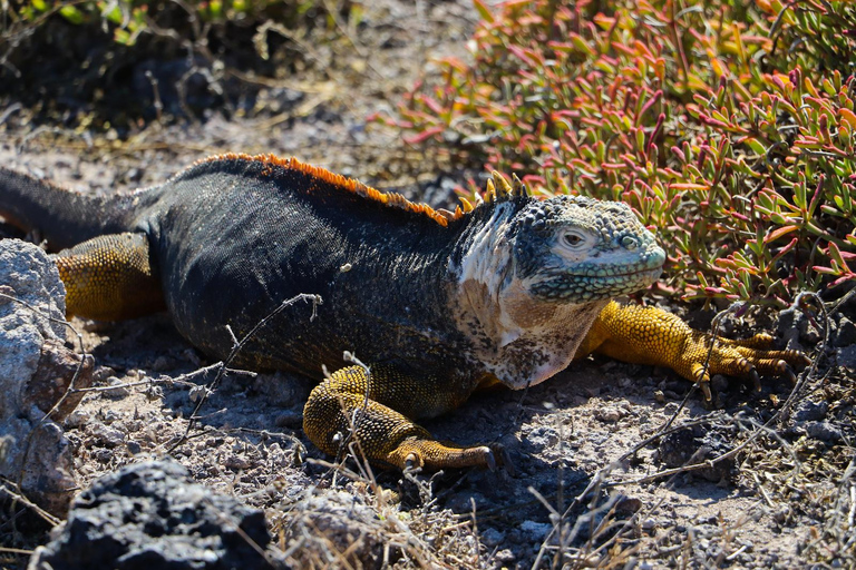 Ultimate Galapagos 6 Days Tour