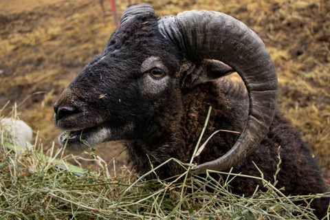 Depuis Santiago : Safari Park, une expérience sauvagePoint de rencontre : Encomenderos 260, Las Condes