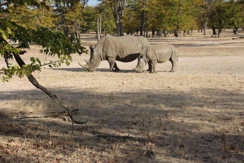 Safari pour les rhinocéros - Parc national de Mosi-oa-tunya