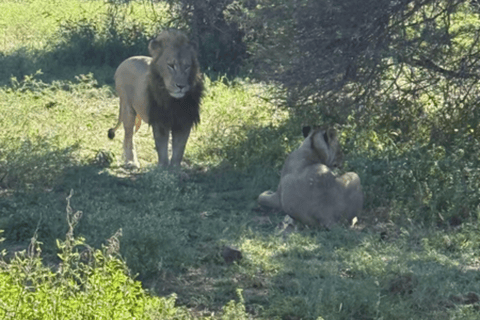 Johannesburg: Local Heritage Lesedi and Wildlife Tour