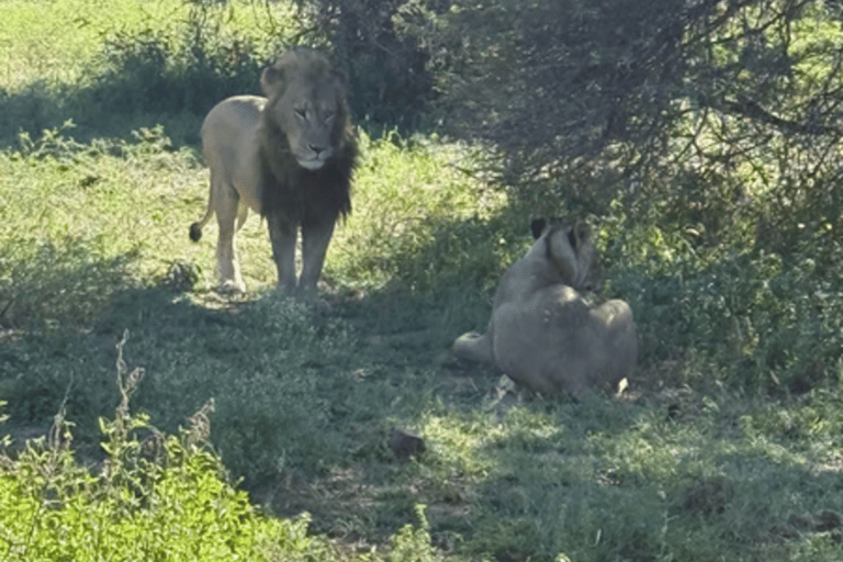 Johannesburg: Local Heritage Lesedi and Wildlife Tour