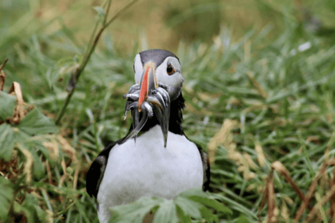 Reykjavik: Puffin and Whale Watching Boat Tour Combo