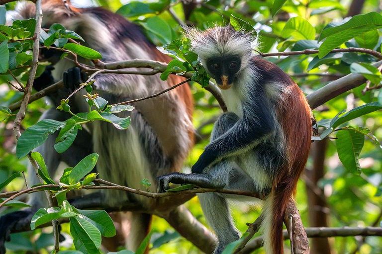 Zanzibar: Explorando a floresta de Jozani e manguezais