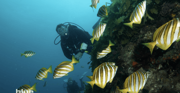 From Fremantle: Rottnest Island Day Trip to Snorkel or Dive