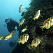 From Fremantle: Rottnest Island Snorkeling & Diving Day Trip From Fremantle: Rottnest Island Snorkeling & Diving Day Trip