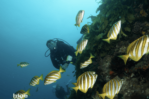 From Fremantle: Rottnest Island Snorkeling & Diving Day Trip