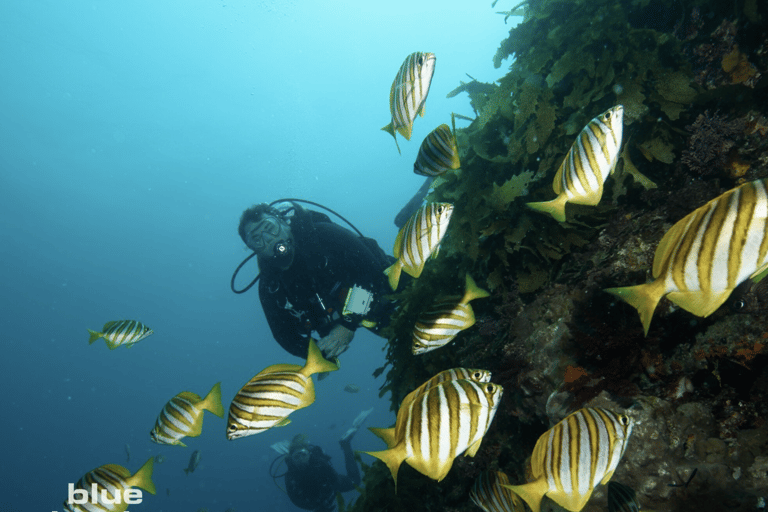 From Fremantle: Rottnest Island Snorkeling & Diving Day Trip