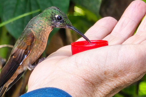 Forêt de nuages de Mindo Oiseaux Papillons Chutes d&#039;eau Chocolat...