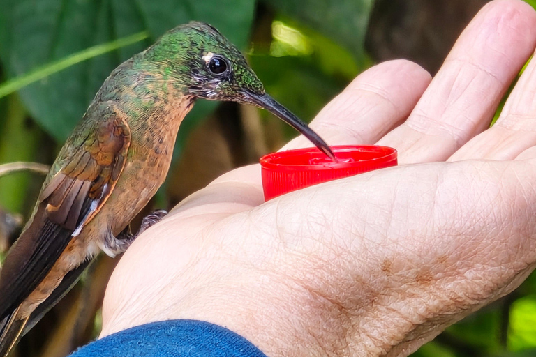 Forêt de nuages de Mindo Oiseaux Papillons Chutes d&#039;eau Chocolat...