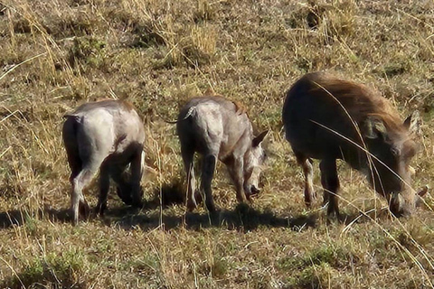 Dagtour naar Amboseli Nationaal Park