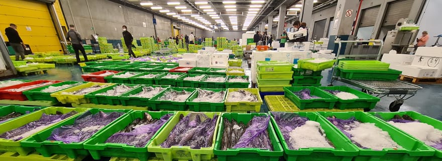 Visite guidée du marché aux poissons de Pasaia