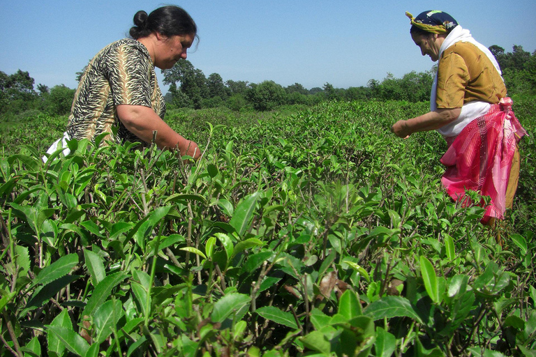 Longevity Secrets of Azerbaijan: Lankaran & Astara tour Private tour