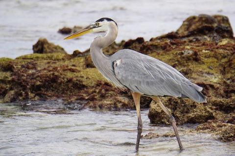 Excursión de 4 días por tierra a GalápagosExcursión de 4 días a Galápagos Tierra