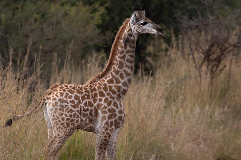 Pilanesberg Budget Safari3-Daagse Bakgatla