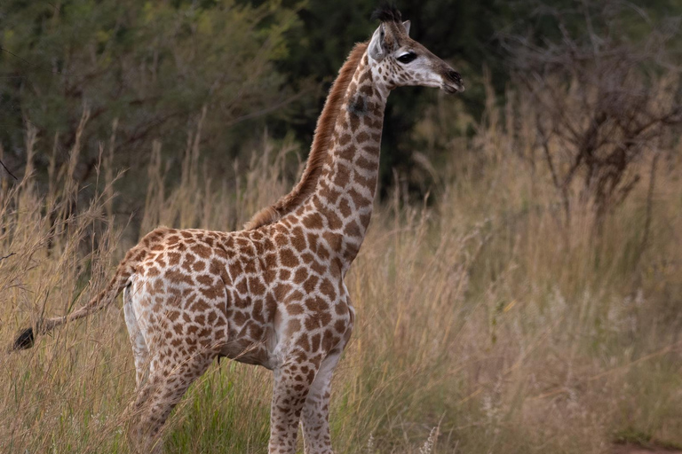 Pilanesberg Budget Safari3-Tage-Sonnenuntergang