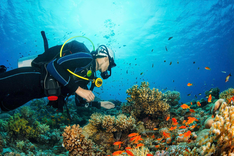 Da Nang: Cham Islands Fun Dive with Lunch and Transfers Fun Divers with Certified - two dive