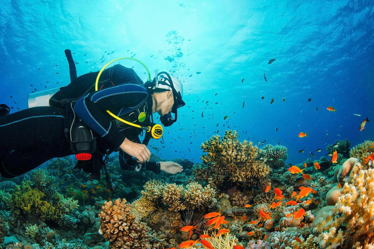 Da Nang: Cham Islands Fun Dive with Lunch and Transfers Fun Divers with Certified - two dive