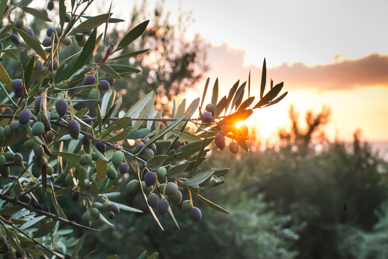 From Thessaloniki: The Ultimate Sunset & Olive Experience