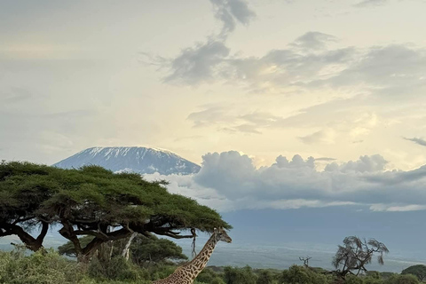 Mombasa: 5-Day Safari- Amboseli, SaltLick, Ziwani & Ngutuni