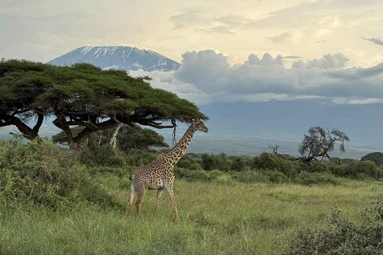 Mombasa: 5-Day Safari- Amboseli, SaltLick, Ziwani & Ngutuni