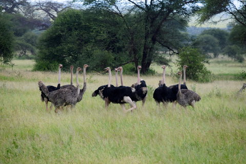 Arusha: Serengeti National Park Overnight TripJoining Safari: Serengeti National Park Overnight Camping