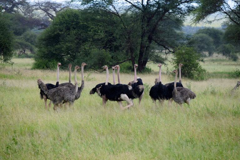 Arusha: Serengeti National Park Overnight TripJoining Safari: Serengeti National Park Overnight Camping