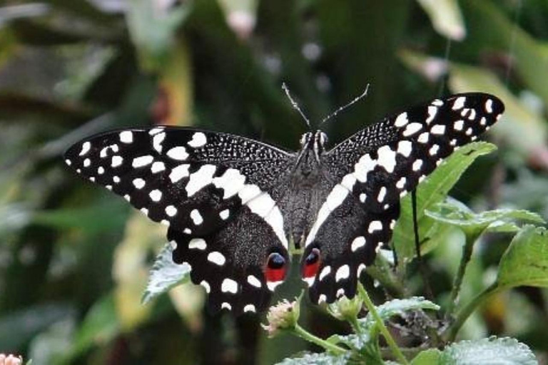 Zanzibar: Floresta de Jozani, centro de borboletas e praia de MtendeTour particular com traslado de ida e volta no hotel incluído