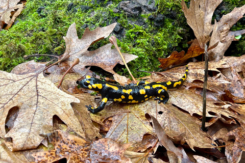 Athens: Kalavrita UNESCO Global Geopark & Pounta Beach Swim