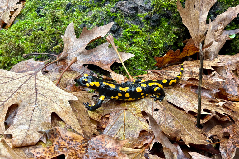 Athens: Kalavrita UNESCO Global Geopark & Pounta Beach Swim