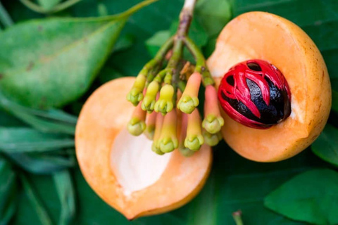 Zanzibar: Kryddodling, Jozani-skogen och Stone Town-rundtur