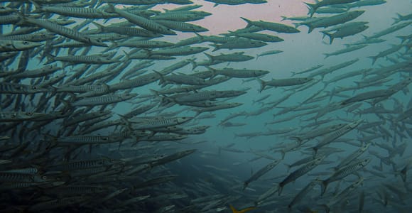 Koh Samui: Dive Trip Experience in Koh Tao