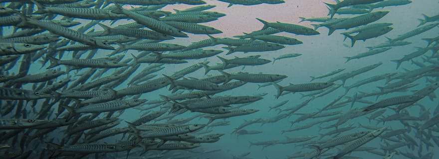 Koh Samui : Expérience de plongée à Koh Tao