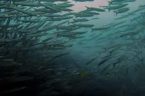 Koh Samui: Dive Trip Experience in Koh Tao