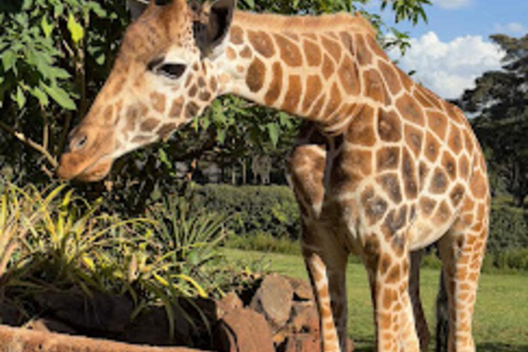 Lake Nakuru National Park Day Trip from Nairobi