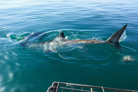 Shark Cage Diving: CAPE TOWN (Lunch & Transport included)