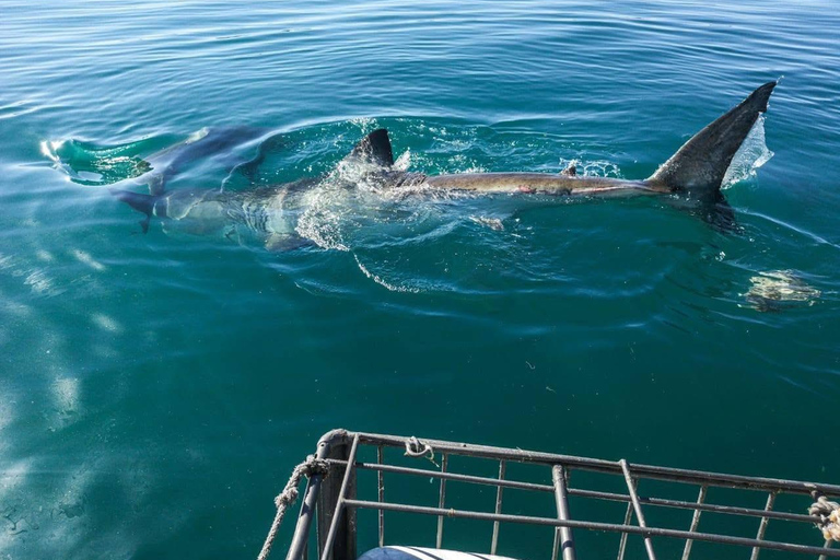 Shark Cage Diving: CAPE TOWN (Lunch & Transport included)