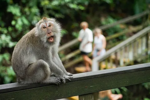 Ubud: Monkey Forest, Rice Terraces, and Swing Day Tour