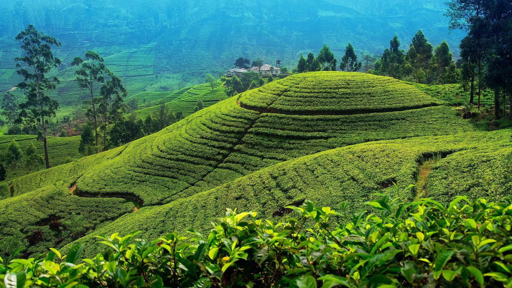 Von Kandy: Nuwara Eliya Tour über Ambuluwawa [Private Tour]