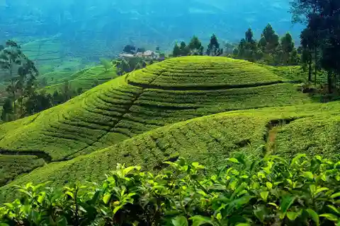 Från Kandy: Nuwara Eliya-tur via Ambuluwawa [privat tur]