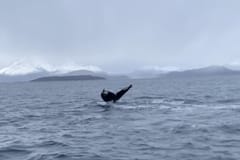 Dolphin & whale watching | Sørkjosen things to do in Sørkjosen