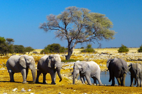 Parque Nacional de Etosha e excursão a Swakopmund