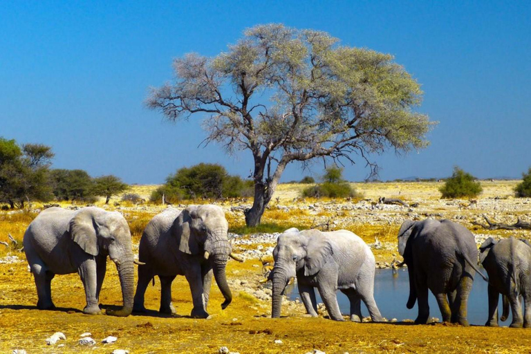 Excursión al Parque Nacional de Etosha y Swakopmund